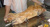 Гриль электрический Гриль Мастер карусельный для жарки поросят и баранов Ф6к2Э (арт. 21135б) на сайте Белторгхолод